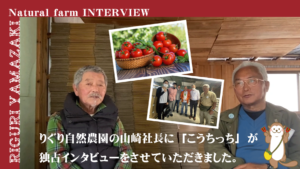 田野町の『りぐり自然農園』の甘い美味しいミニトマト（塩トマト・フルティカトマト）